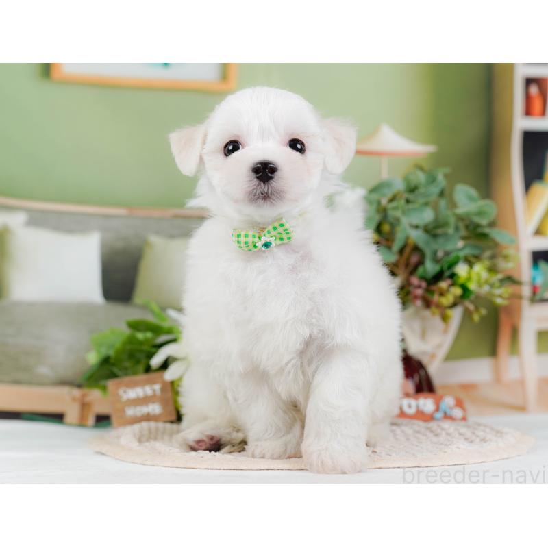 販売中の神奈川県のミックス犬-425934の11枚目