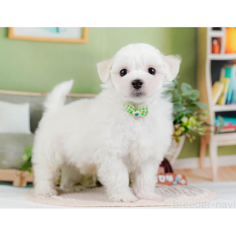 販売中の神奈川県のミックス犬-425934の10枚目