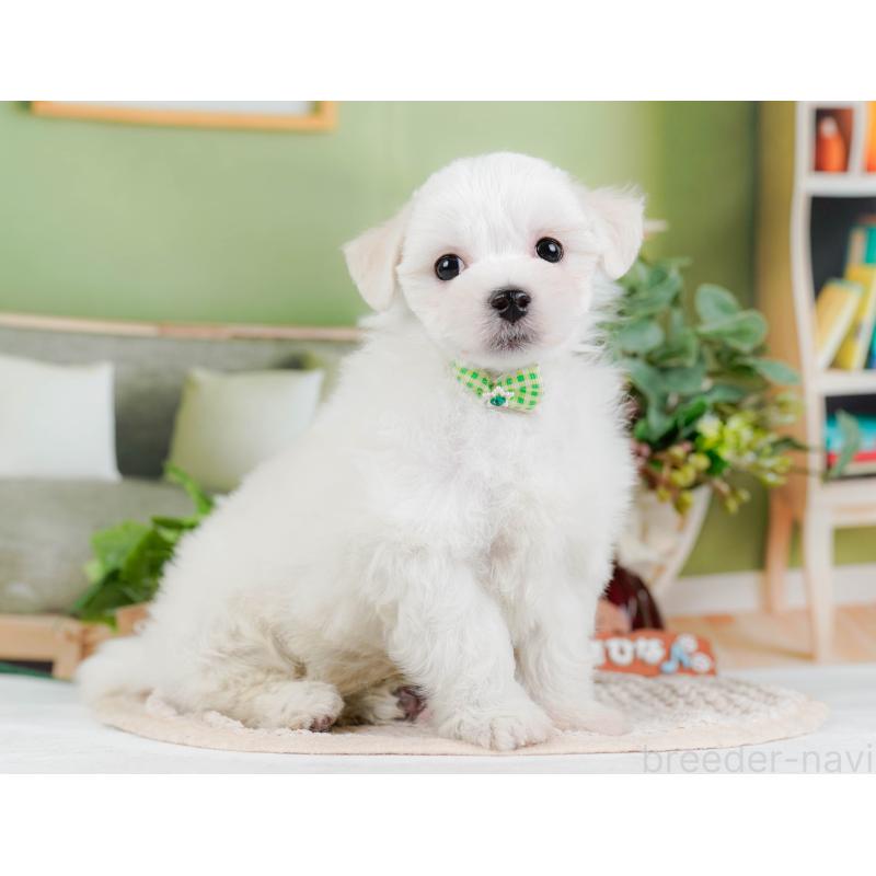 販売中の神奈川県のミックス犬-425934の9枚目