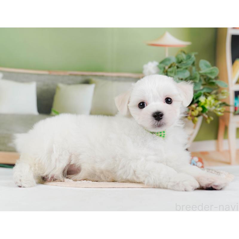 販売中の神奈川県のミックス犬-425934の8枚目