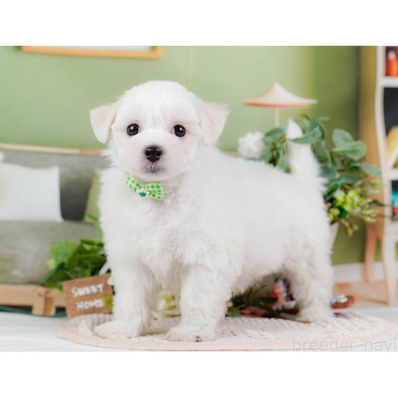 販売中の神奈川県のミックス犬-425934の7枚目