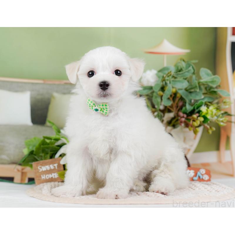 販売中の神奈川県のミックス犬-425934の6枚目