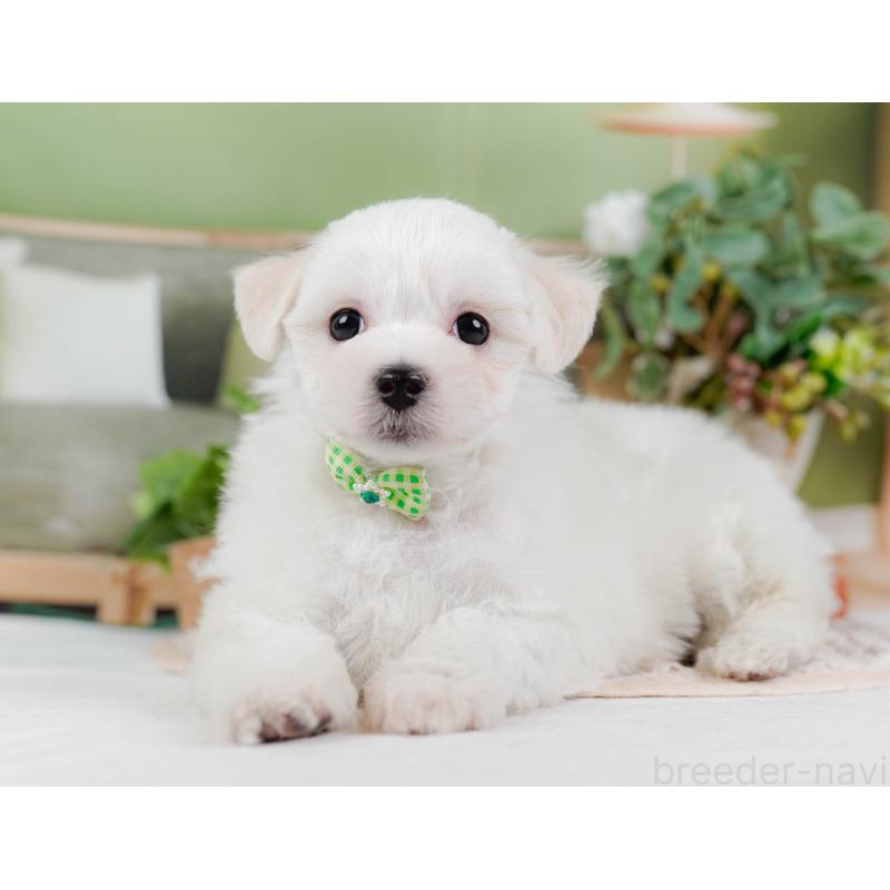 販売中の神奈川県のミックス犬-425934の5枚目