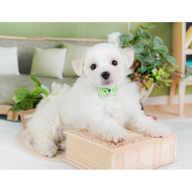 販売中の神奈川県のミックス犬-425934の4枚目