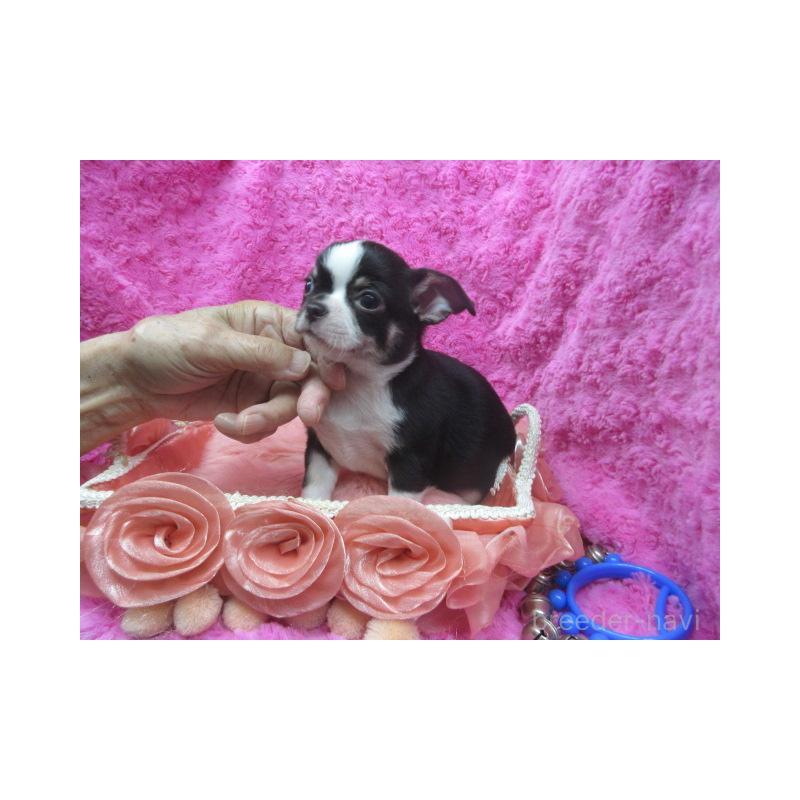 販売中の京都府のチワワ(スムースコート)-425932の3枚目