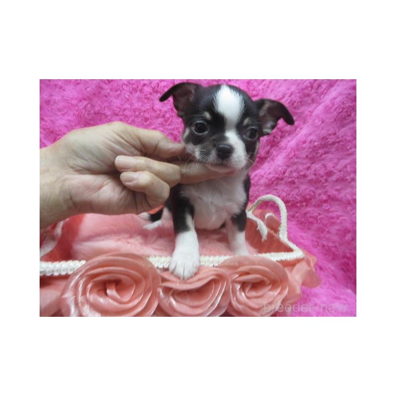 販売中の京都府のチワワ(スムースコート)-425932の1枚目