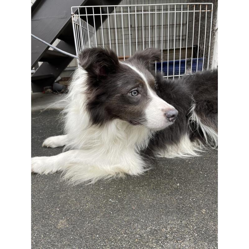 ルイスくん1枚目