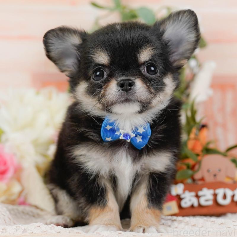 販売中の神奈川県のチワワ(ロングコート)-425937