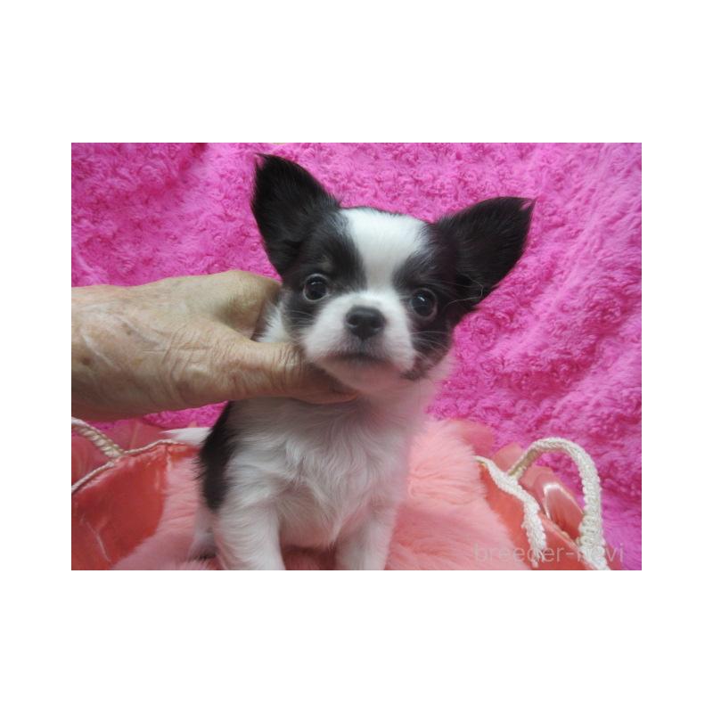 販売中の京都府のチワワ(ロングコート)-425938の5枚目