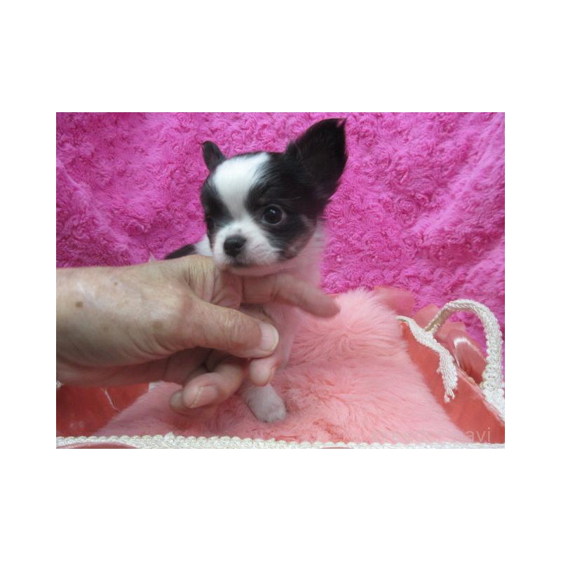 販売中の京都府のチワワ(ロングコート)-425938の4枚目