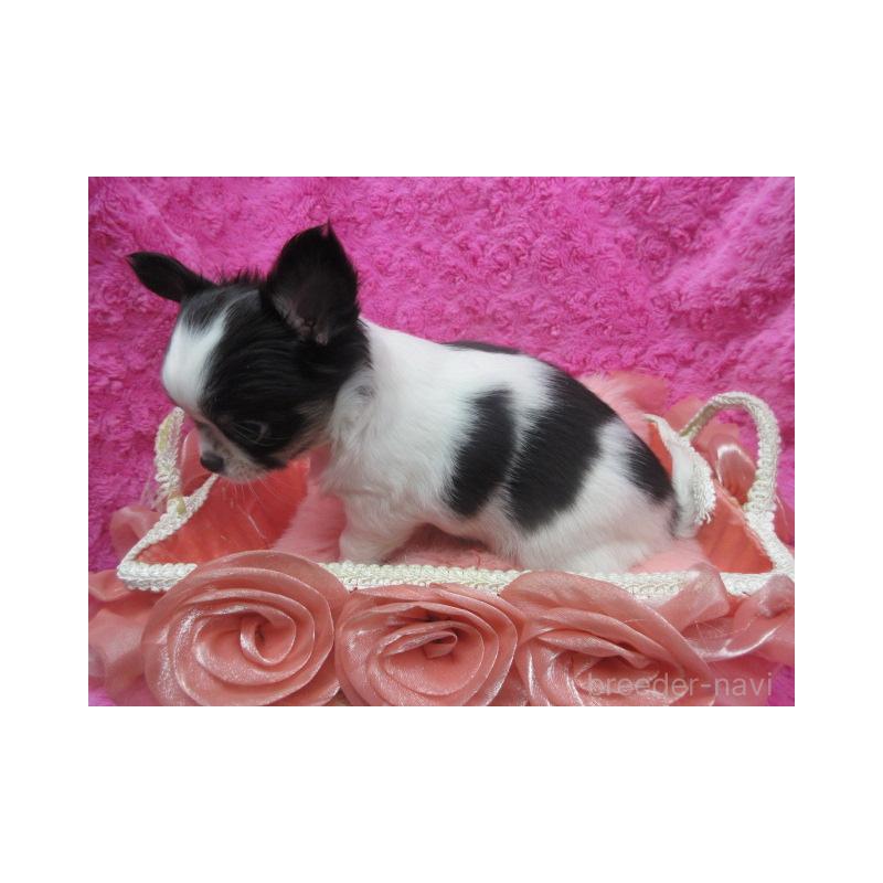 販売中の京都府のチワワ(ロングコート)-425938の3枚目