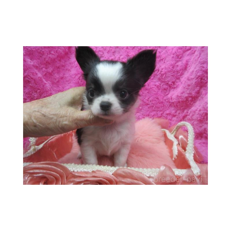 販売中の京都府のチワワ(ロングコート)-425938の2枚目