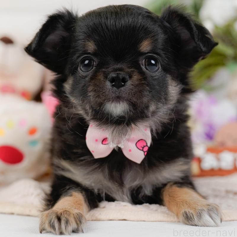 販売中の神奈川県のチワワ(ロングコート)-425939の1枚目