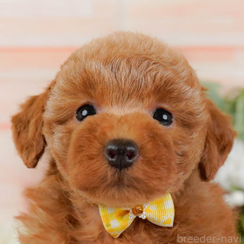 販売中の神奈川県のトイプードル-425940の1枚目