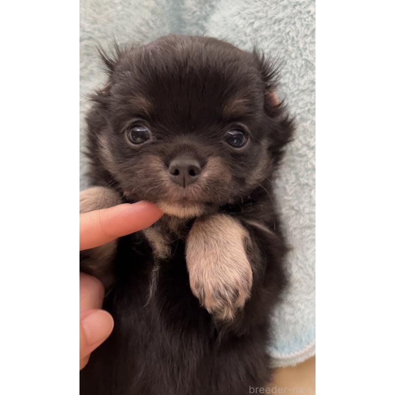 販売中の広島県のチワワ(ロングコート)-425941の2枚目