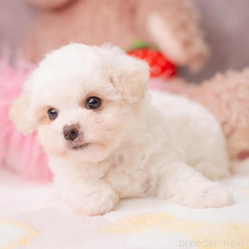 販売中の静岡県のビションフリーゼ-425683