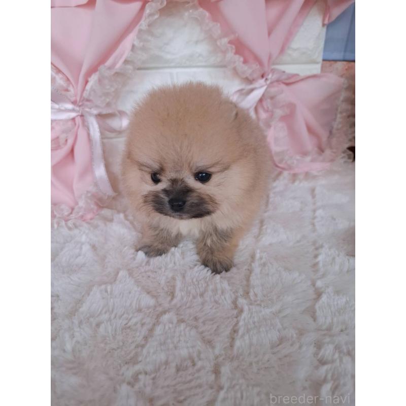 販売中の神奈川県のポメラニアン-425942の1枚目