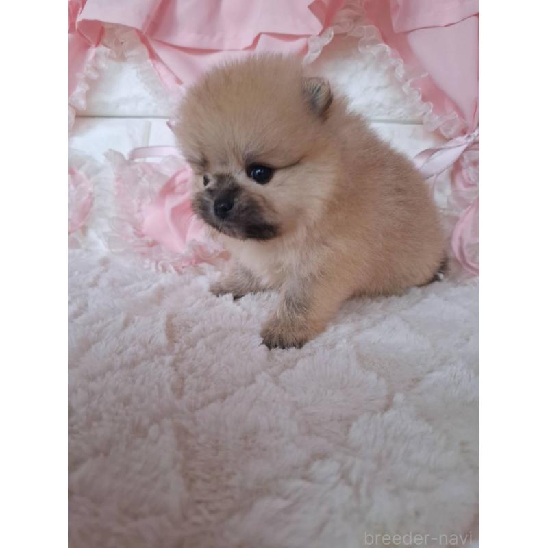 販売中の神奈川県のポメラニアン-425942の7枚目