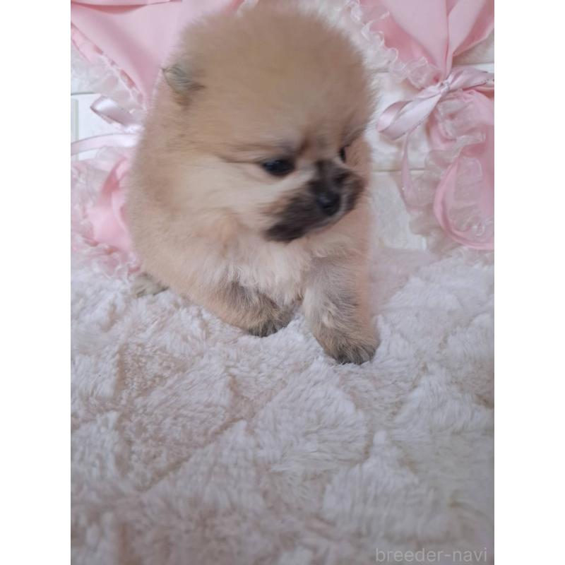 販売中の神奈川県のポメラニアン-425942の6枚目