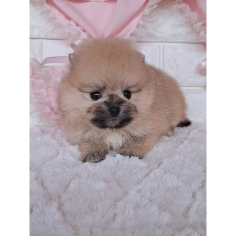 販売中の神奈川県のポメラニアン-425942の5枚目