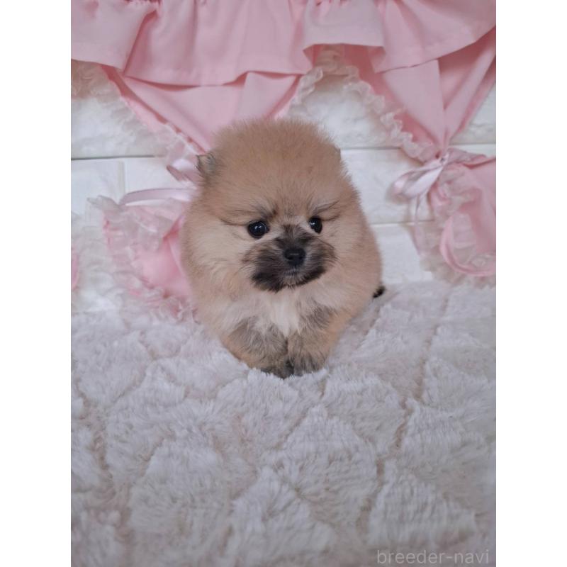 販売中の神奈川県のポメラニアン-425942の4枚目