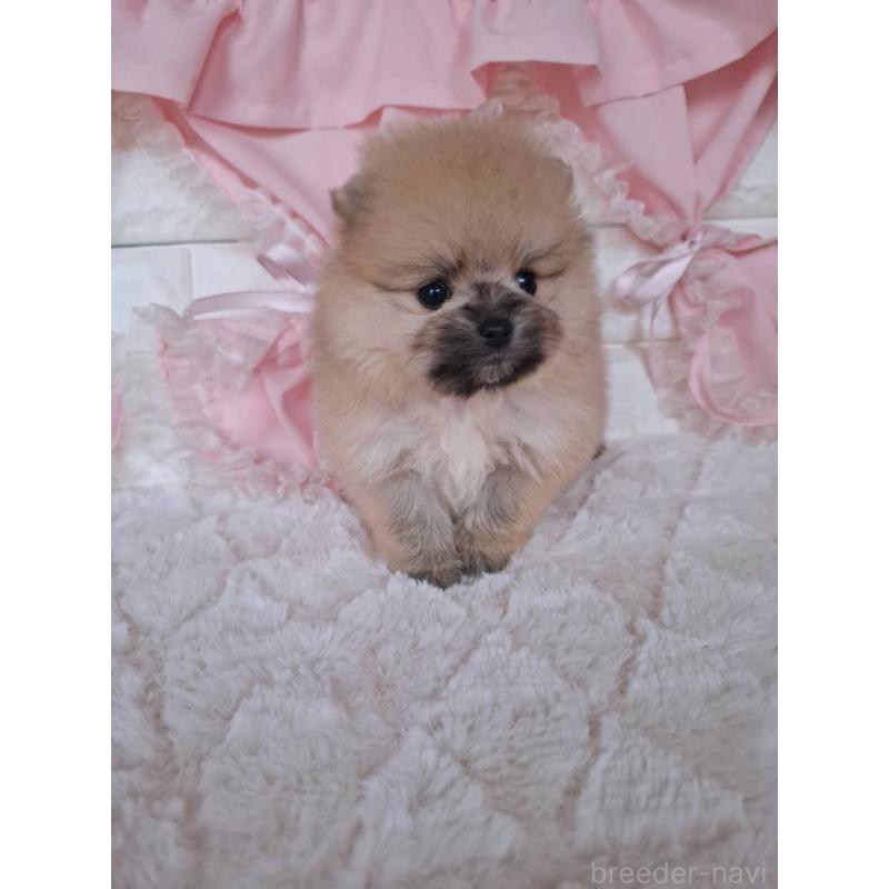 販売中の神奈川県のポメラニアン-425942の3枚目