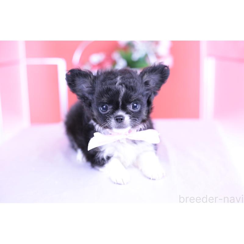 販売中の愛知県のチワワ(ロングコート)-418920の11枚目