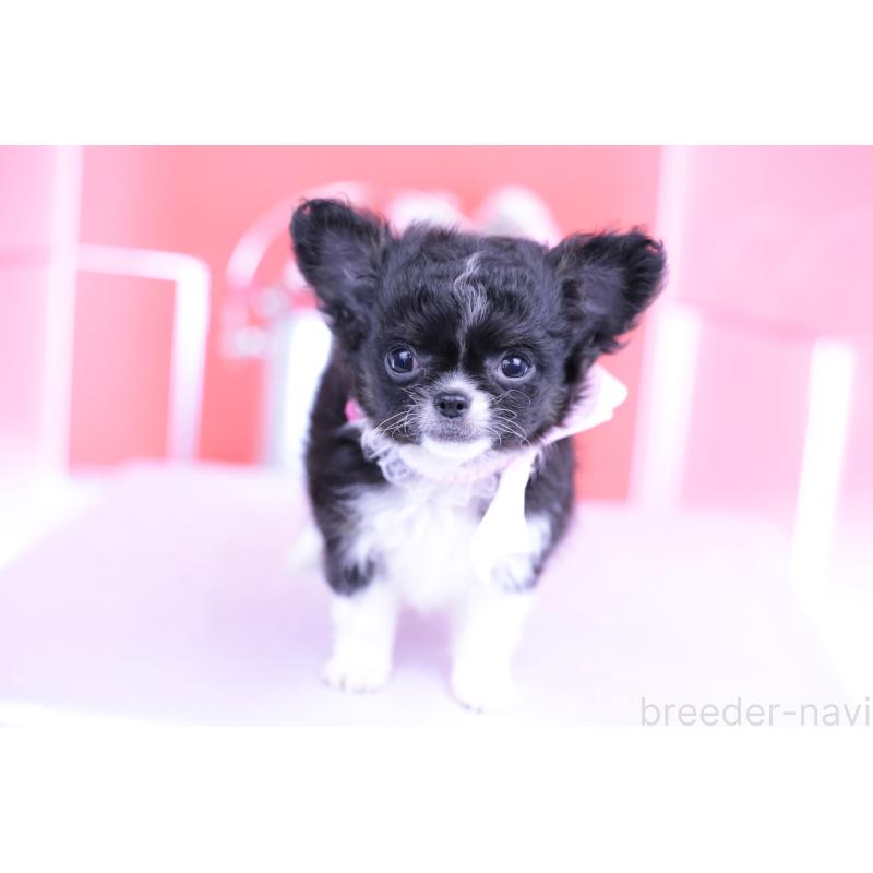 販売中の愛知県のチワワ(ロングコート)-418920の7枚目