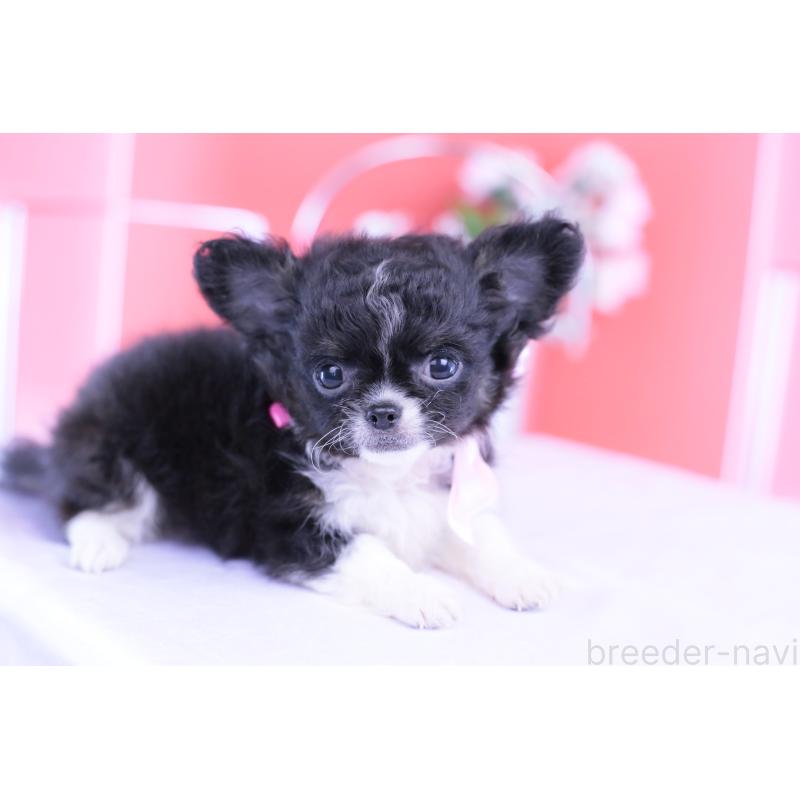 販売中の愛知県のチワワ(ロングコート)-418920の4枚目