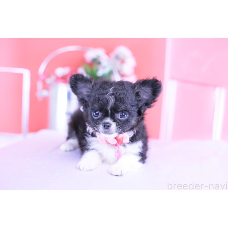 販売中の愛知県のチワワ(ロングコート)-418920の2枚目