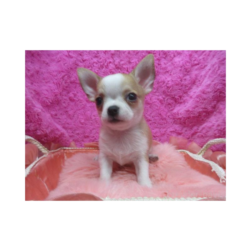 販売中の京都府のチワワ(スムースコート)-425943の6枚目