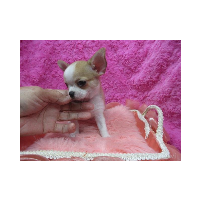 販売中の京都府のチワワ(スムースコート)-425943の4枚目