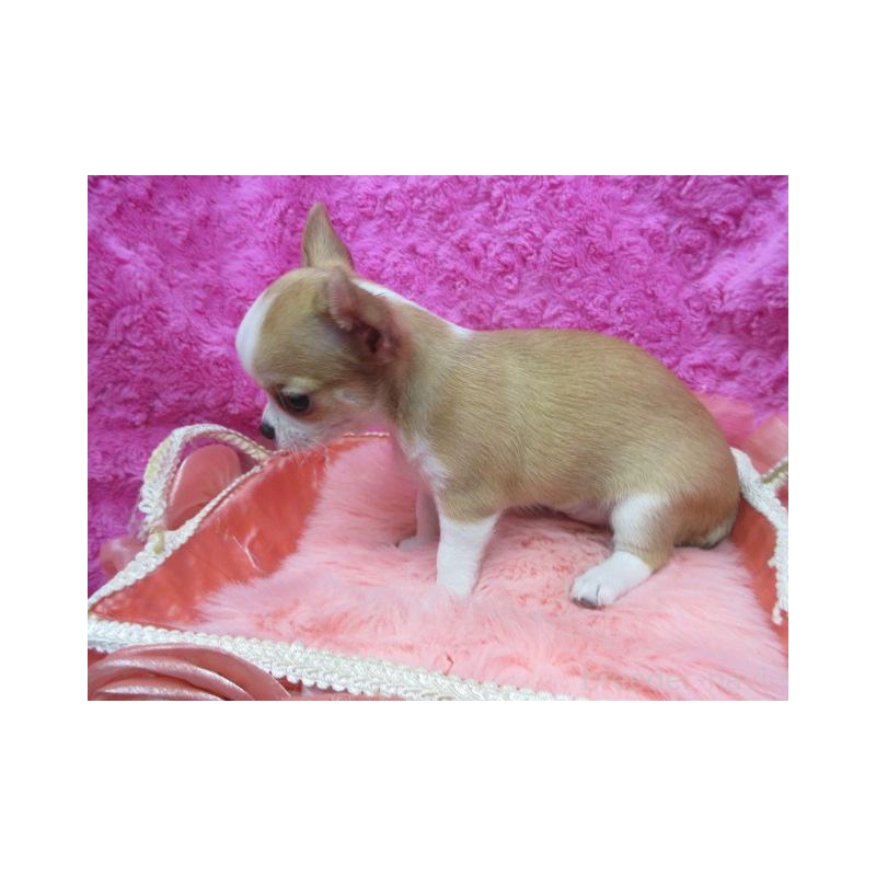 販売中の京都府のチワワ(スムースコート)-425943の3枚目