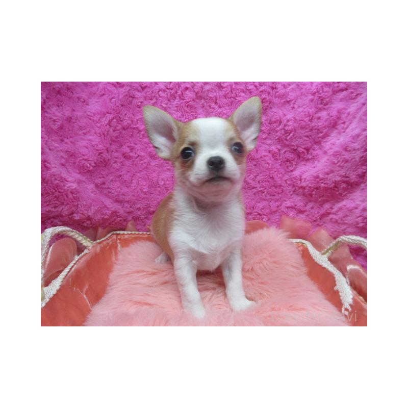 販売中の京都府のチワワ(スムースコート)-425943の2枚目