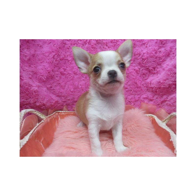 販売中の京都府のチワワ(スムースコート)-425943