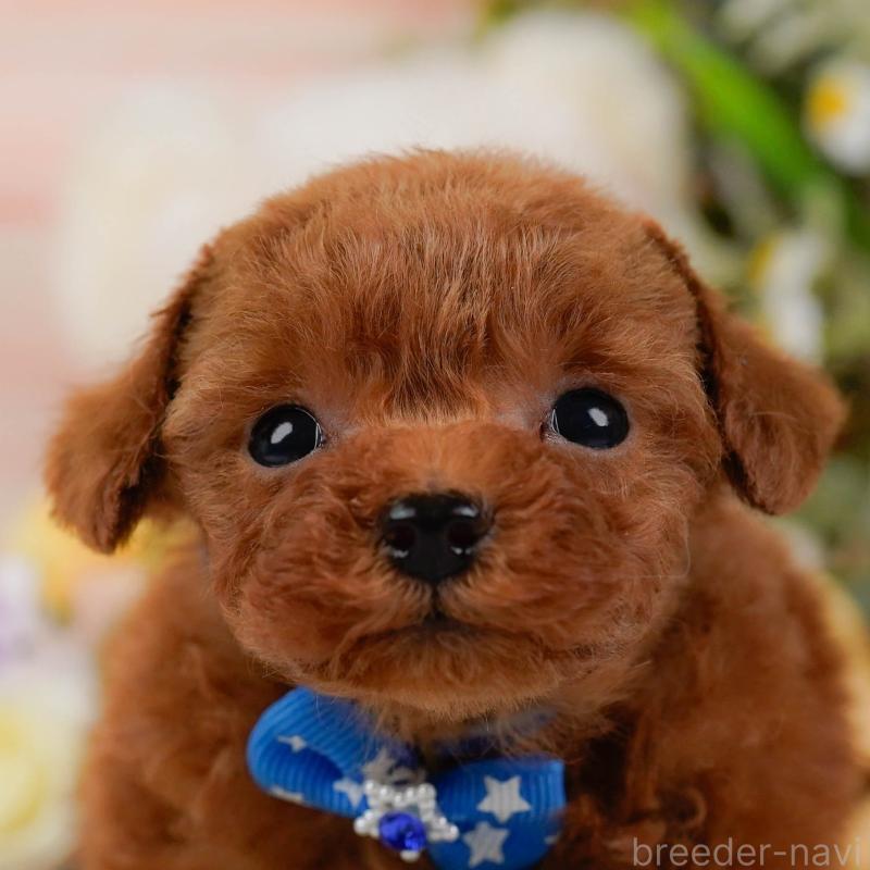 販売中の神奈川県のティーカッププードル-425945の1枚目