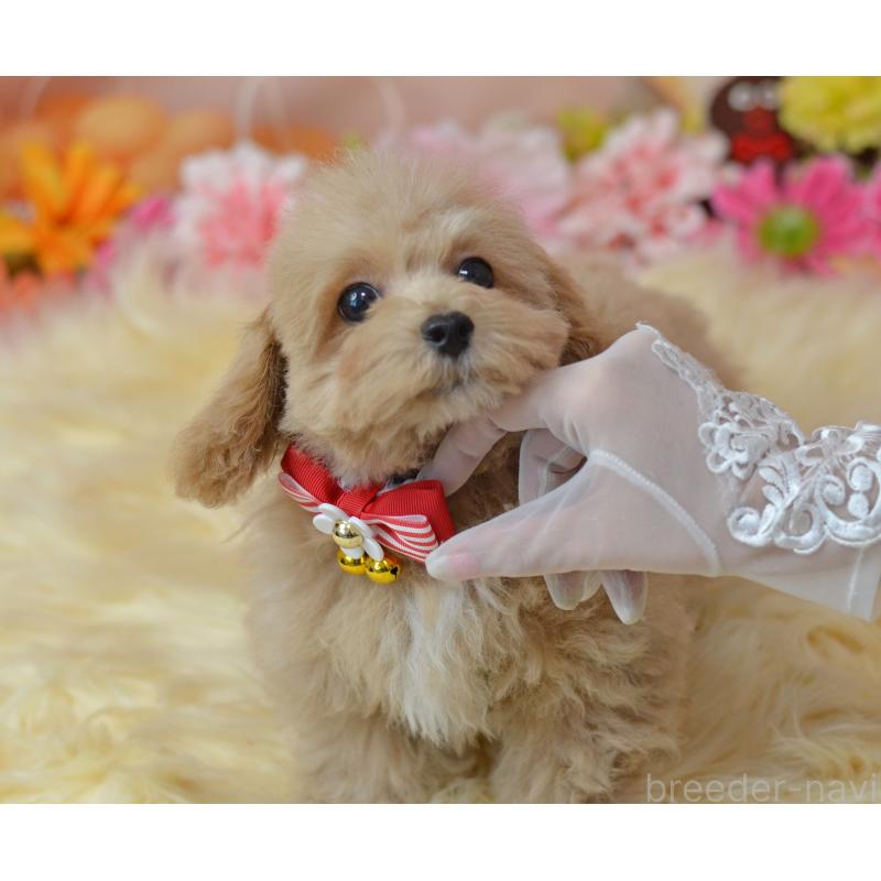 販売中の埼玉県のミックス犬-413224の13枚目