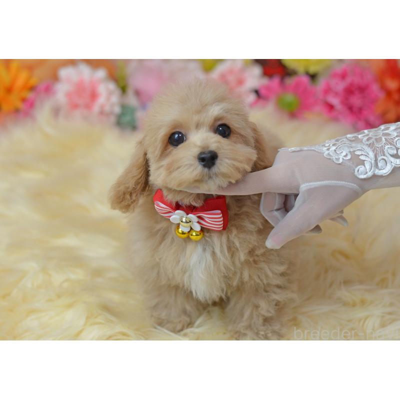 販売中の埼玉県のミックス犬-413224の12枚目