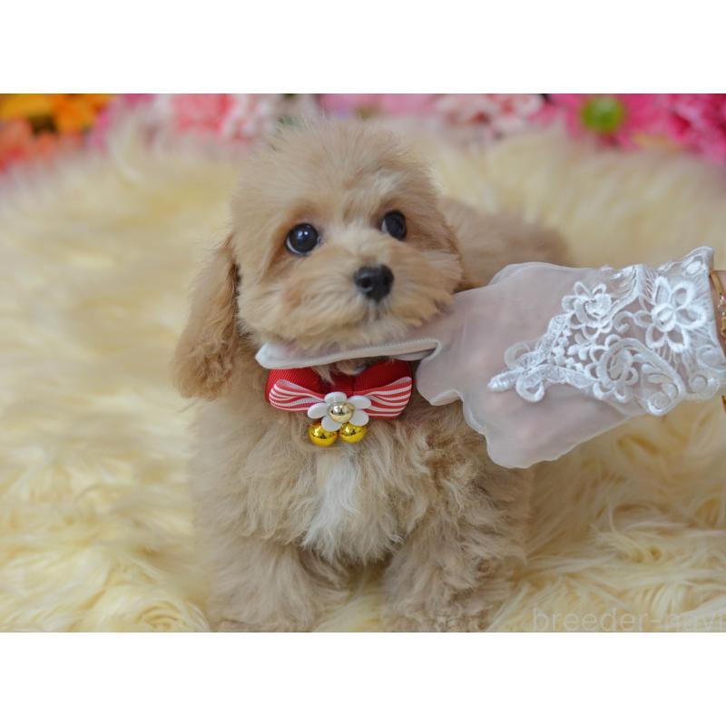 販売中の埼玉県のミックス犬-413224の11枚目