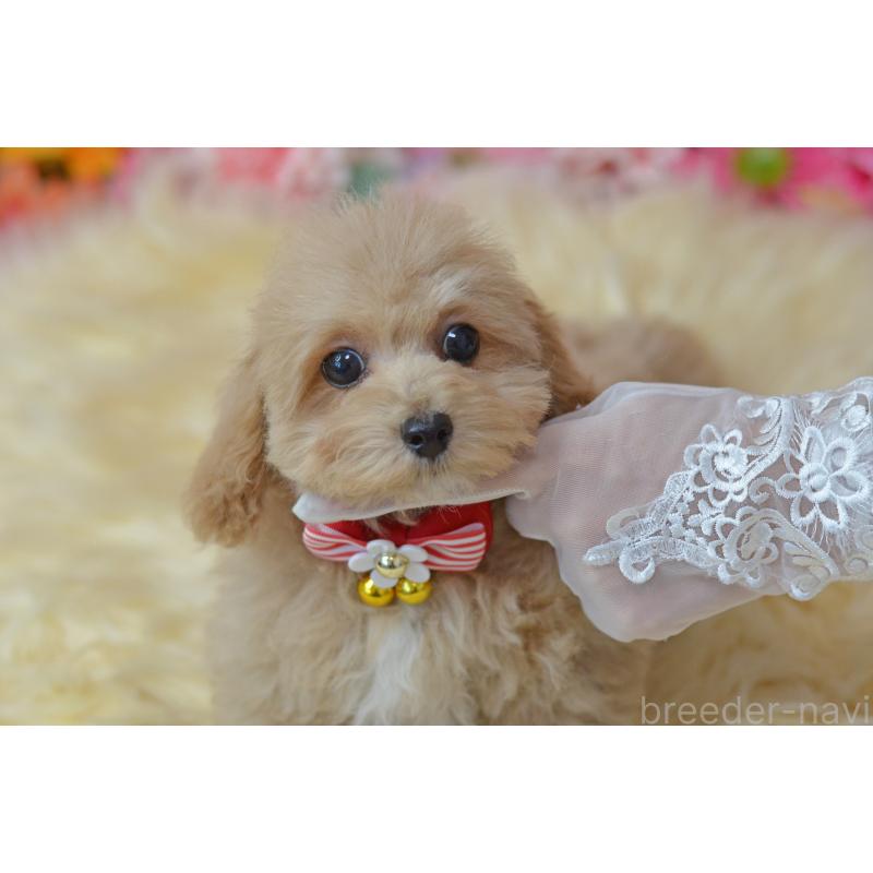 販売中の埼玉県のミックス犬-413224の10枚目