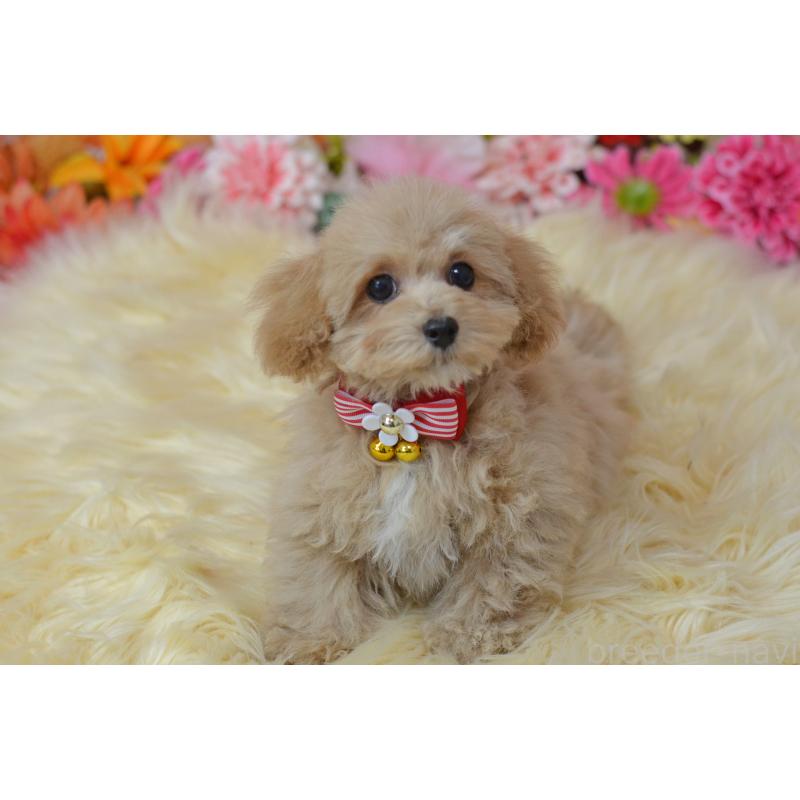 販売中の埼玉県のミックス犬-413224の9枚目