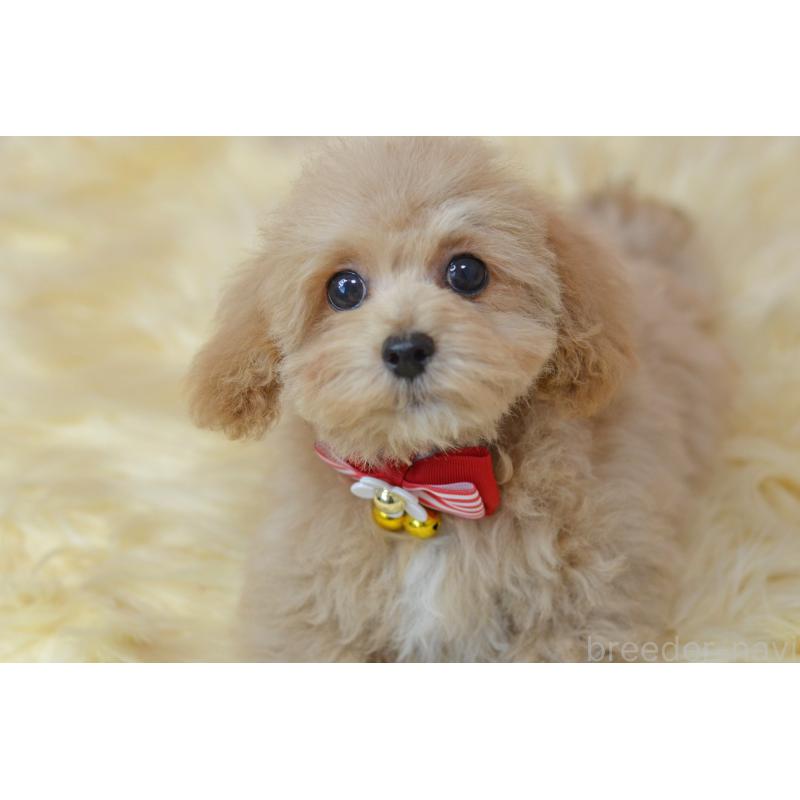 販売中の埼玉県のミックス犬-413224の8枚目