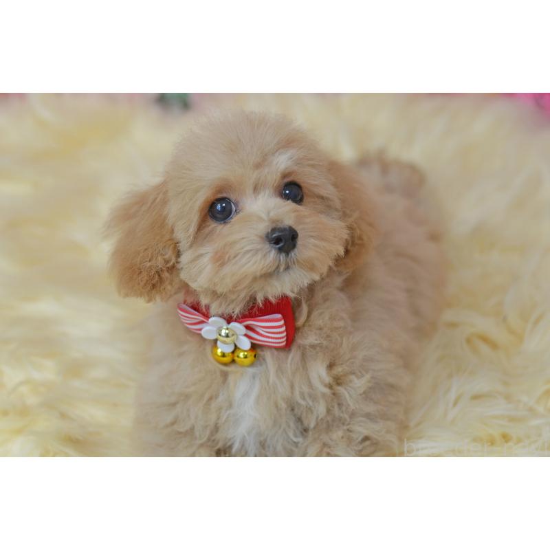 販売中の埼玉県のミックス犬-413224の7枚目