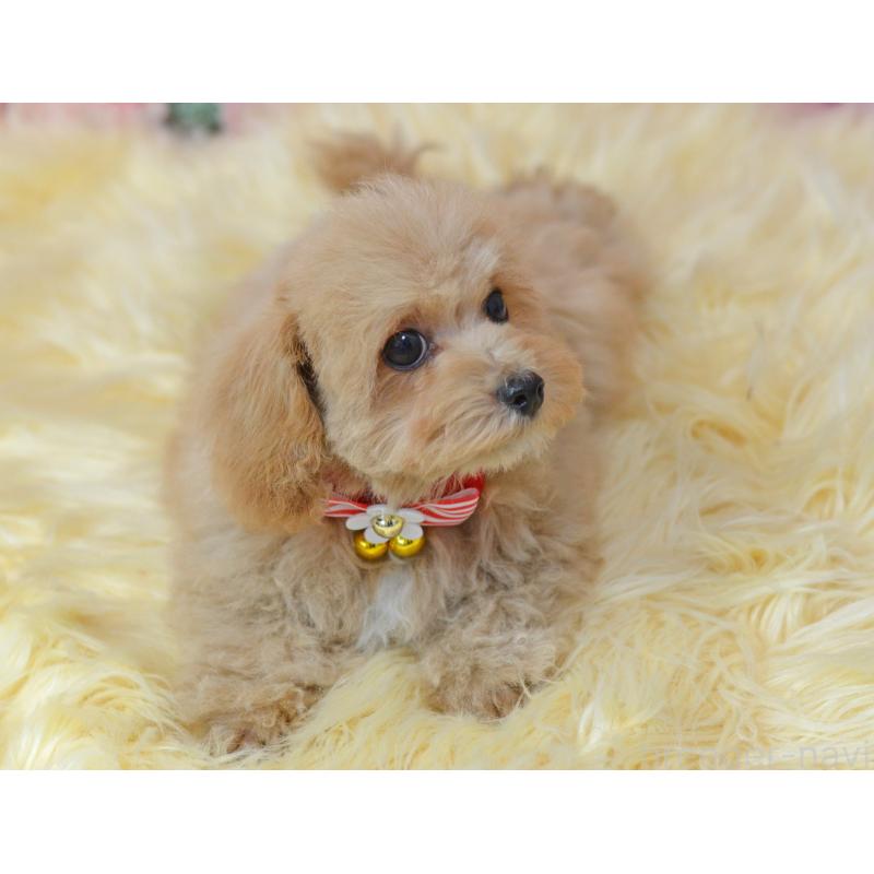 販売中の埼玉県のミックス犬-413224の5枚目