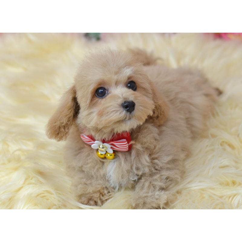 販売中の埼玉県のミックス犬-413224の4枚目