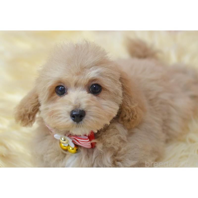 販売中の埼玉県のミックス犬-413224の3枚目