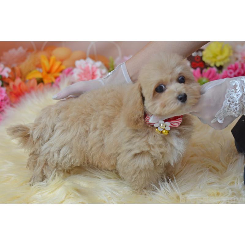 販売中の埼玉県のミックス犬-413224の2枚目