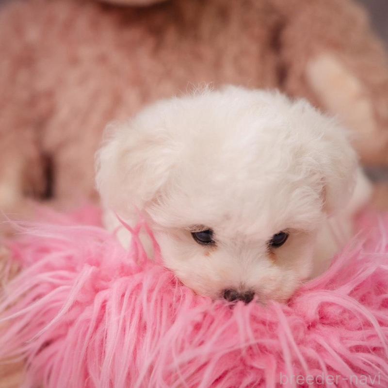 販売中の静岡県のビションフリーゼ-425695の10枚目