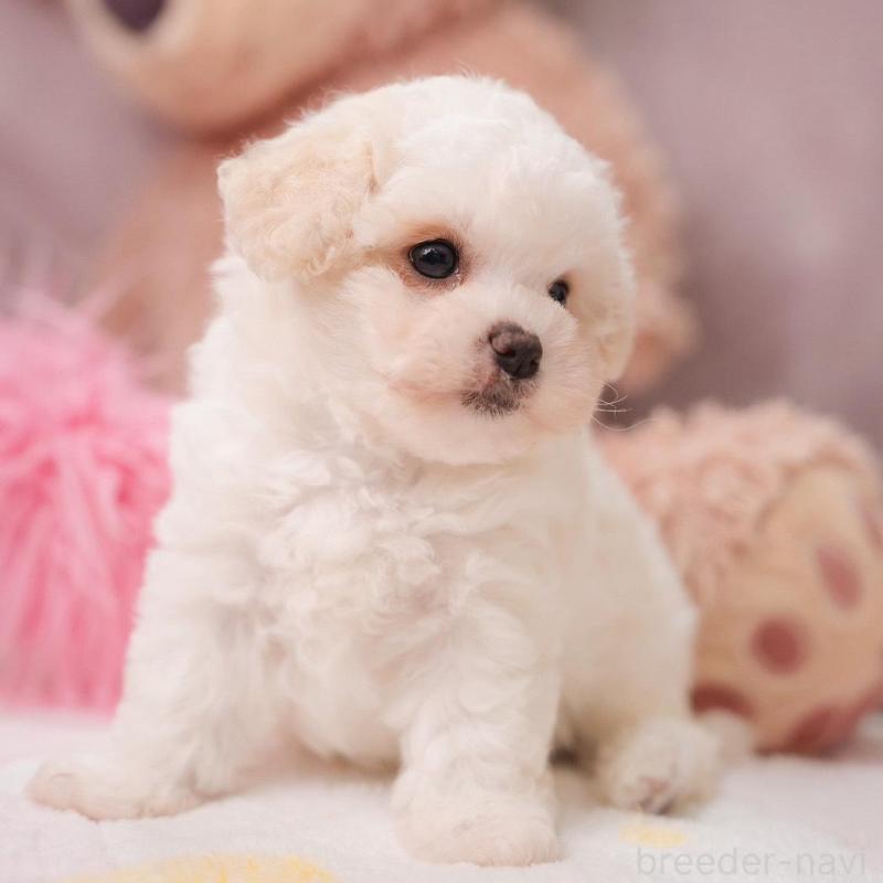 販売中の静岡県のビションフリーゼ-425695の9枚目