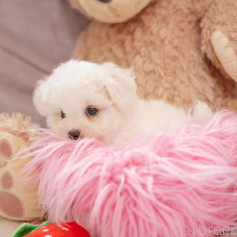 販売中の静岡県のビションフリーゼ-425695の8枚目